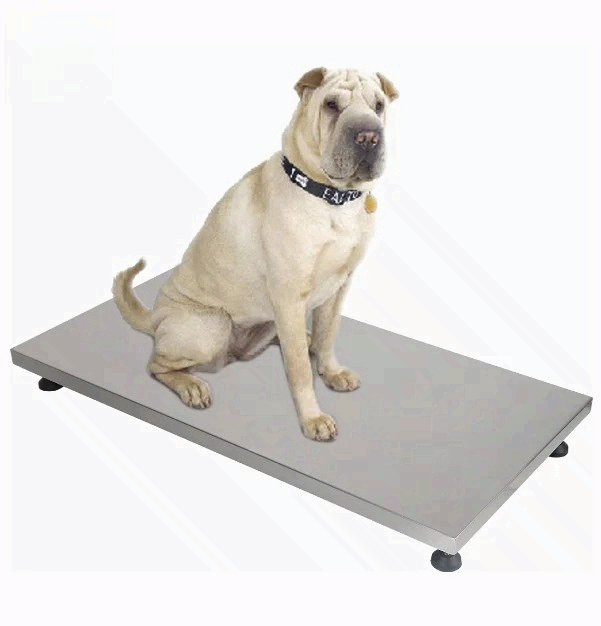 on Sale Fishing Scale Pet Scal - Fishing Equipment For Sale ulasan dan harga
